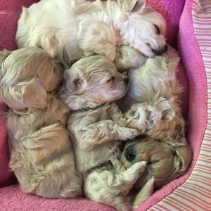 Meet your Posher, Sue